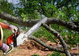 Best Root Management and Removal  in Sewanee, TN