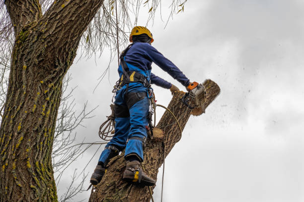 Best Tree Health Inspection  in Sewanee, TN