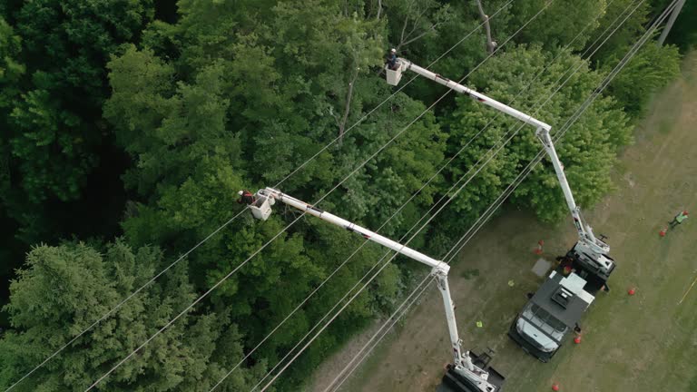 Best Hazardous Tree Removal  in Sewanee, TN