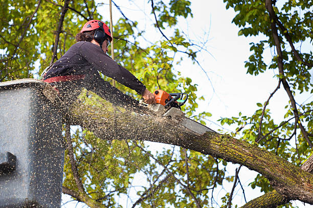 Reliable Sewanee, TN Tree Removal Solutions